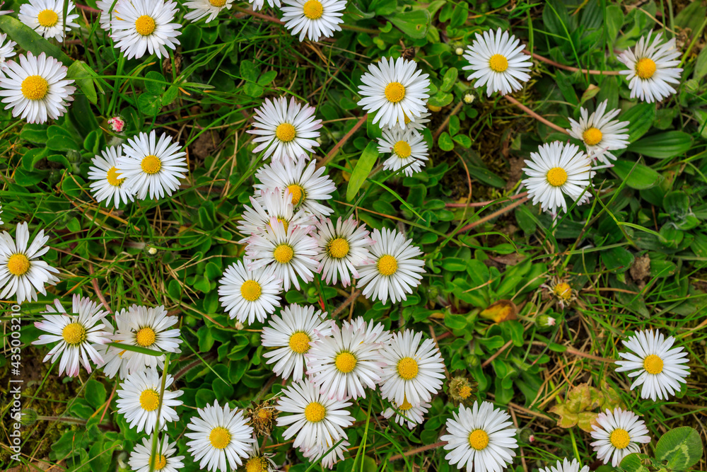 Fototapeta premium Daisy Meadow Texture Background