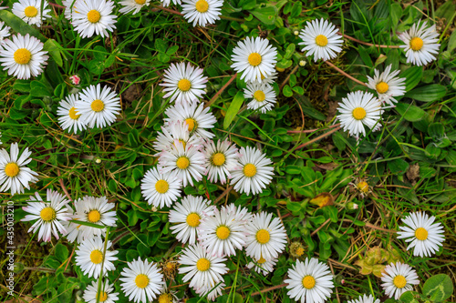 Daisy Meadow Texture Background
