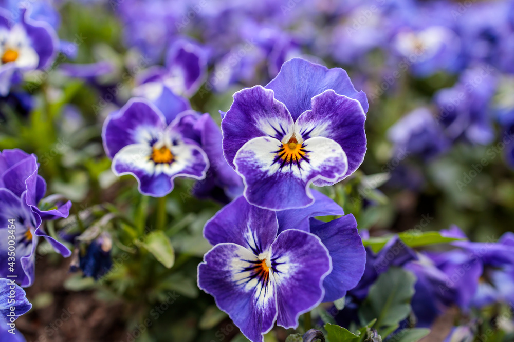 Purple Pansy Flowers in May