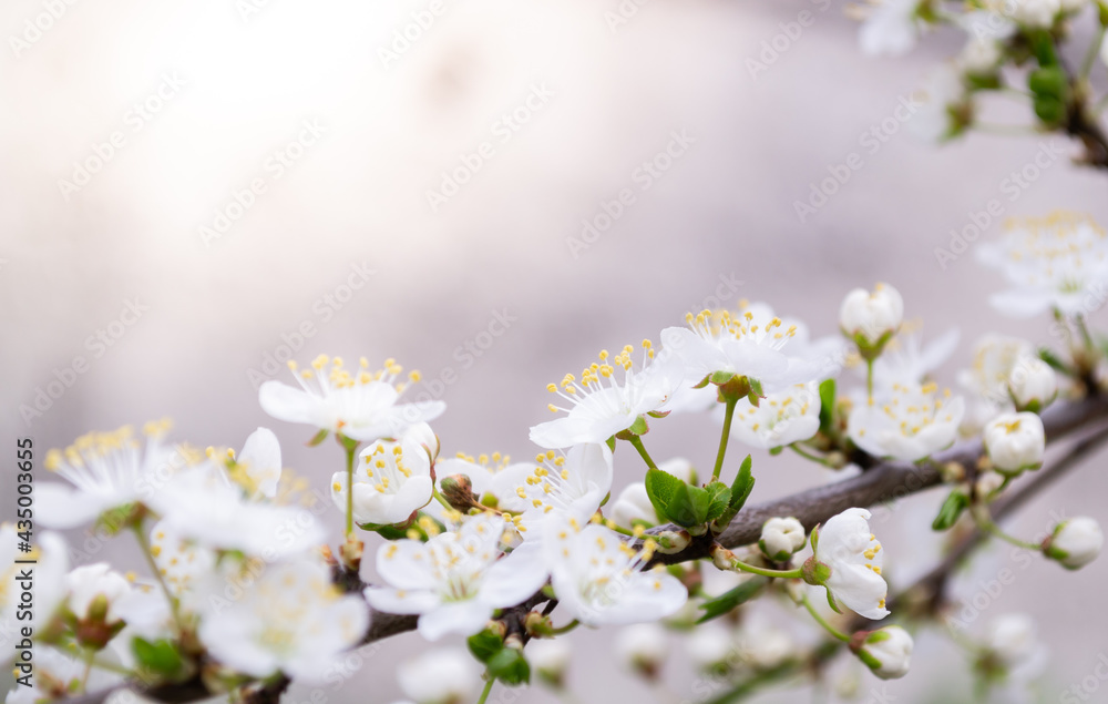 Spring cherry plum blossom close-up, background defocus Spring cherry plum blossom close-up, background defocus
