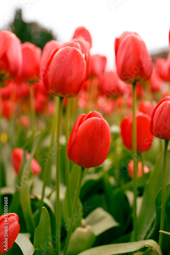 Vivid Red Spring Tulips