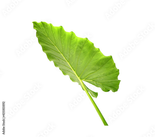 Alocasia leaf isolated on white background. Elephant ear, Giant alocasia or Giant taro , popular ornamental plants for tropical garden and indoor decoration photo