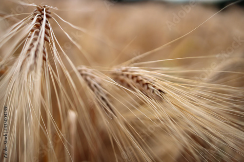 close up of a wheat