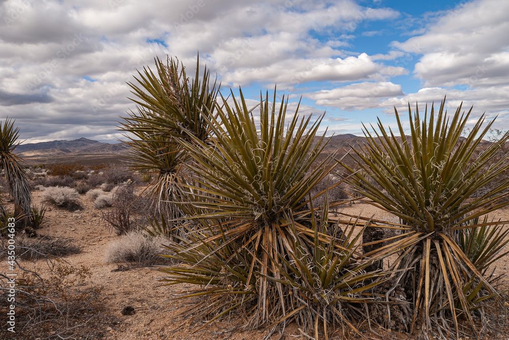 Joshua Tree National Park, CA, USA - December 30, 2012: Tall Mojave Yucca group on brown dirt with dried vegetation under blue cloudscape. Joshua Tree National Park, CA, USA - December 30, 2012: Tall Mojave Yucca group on brown dirt with dried vegetation under blue cloudscape.