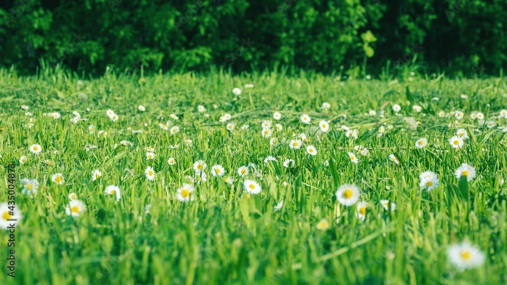 Fototapeta premium Green meadow with daisies and cut grass - summer field flowers against trees background