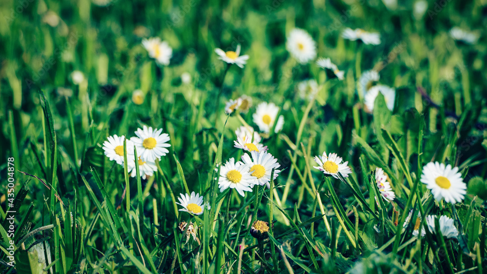 Green grass with daisy flowers for summer floral background