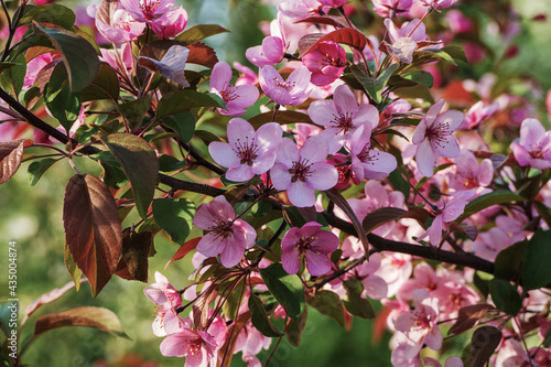 Cherry plum tree blossom in spring garden - Prunus cerasifera photo