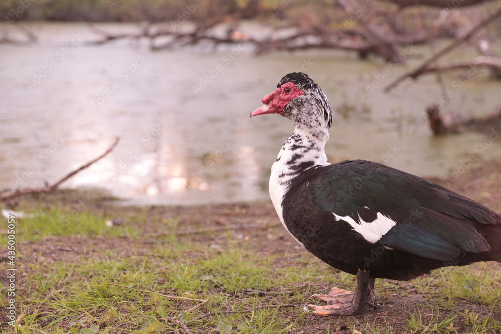 Bird in the swamp Bird in the swamp