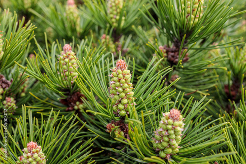 close up of Virginia Pine Cones tree