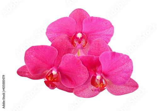 Pink orchid flower