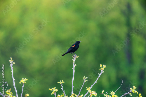 Red-Winged Blackbird On A Branch