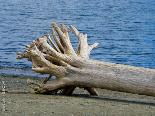  Driftwood strewn along the beach of Esquimalt lagoon on Vancouver Island photo