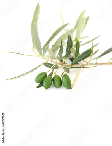 Branch of olive with fruits, mediterranean olive tree, Olea europeana sylvestris, on white background