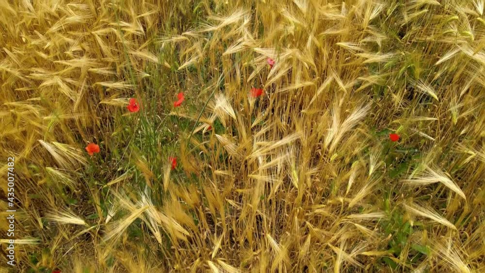 Amazing aerial view of wheat field with poppies. Slow motion Amazing aerial view of wheat field with poppies. Slow motion