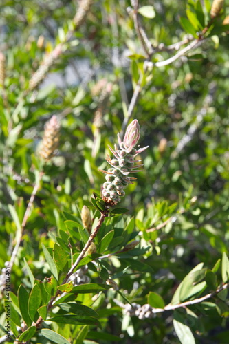 Callistemon citrinus, Melaleuca citrina, crimson plant, bottlebrush plant