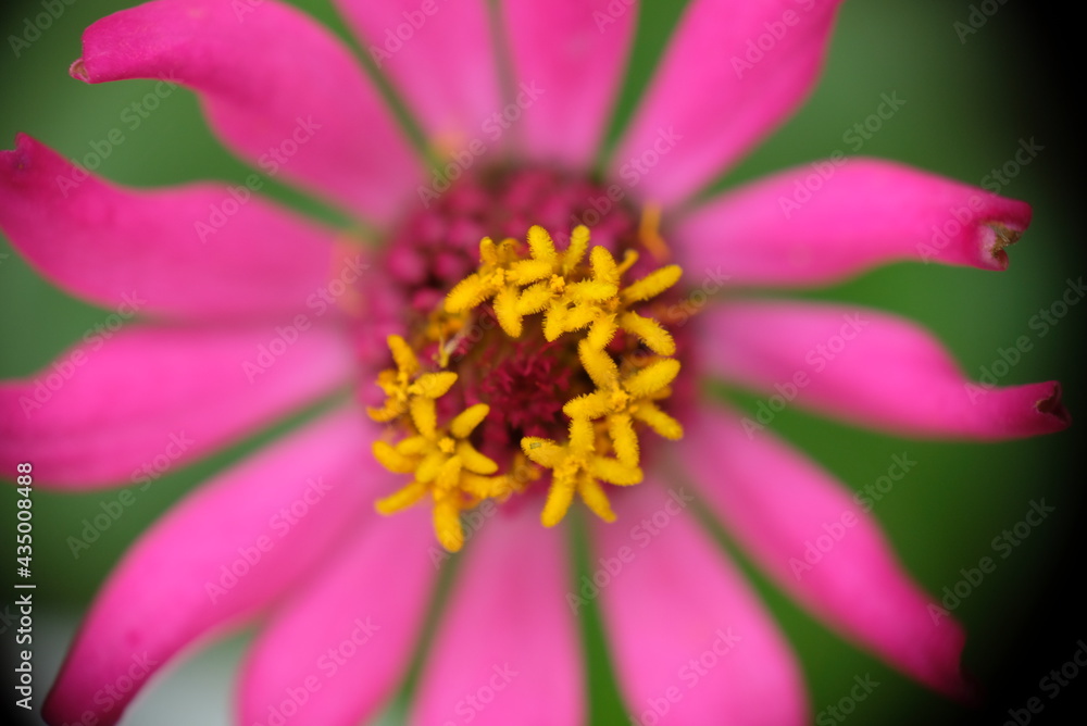 Close up of Zinnia flower in the home garden.