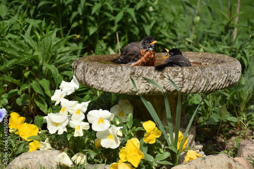 Принти на полотні Two American robins share a birdbath