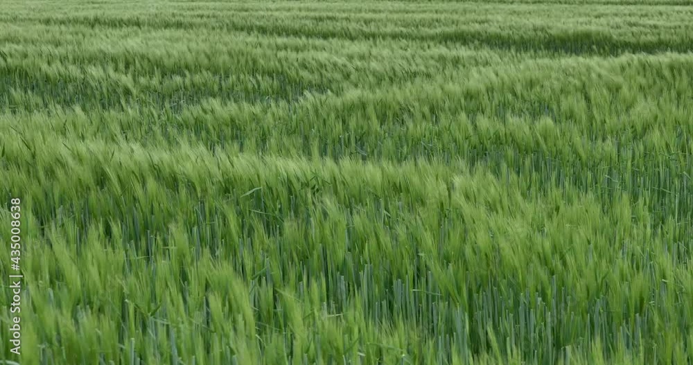Aerial top view, wind blowing across natural wild fountain Grass field, or fresh green barley wheat field in spring or summer season. Aerial top view, wind blowing across natural wild fountain Grass field, or fresh green barley wheat field in spring or summer season.