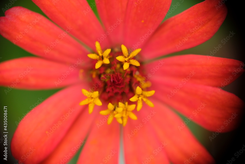 Close up of Zinnia flower in the home garden. Close up of Zinnia flower in the home garden.