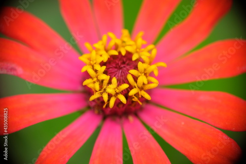 Close up of Zinnia flower in the home garden.