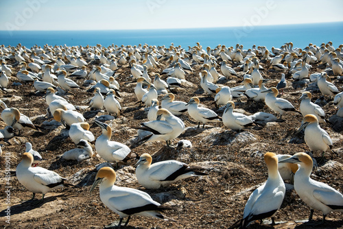 Gannet Colony at Cape Kidnappers, New Zealand
