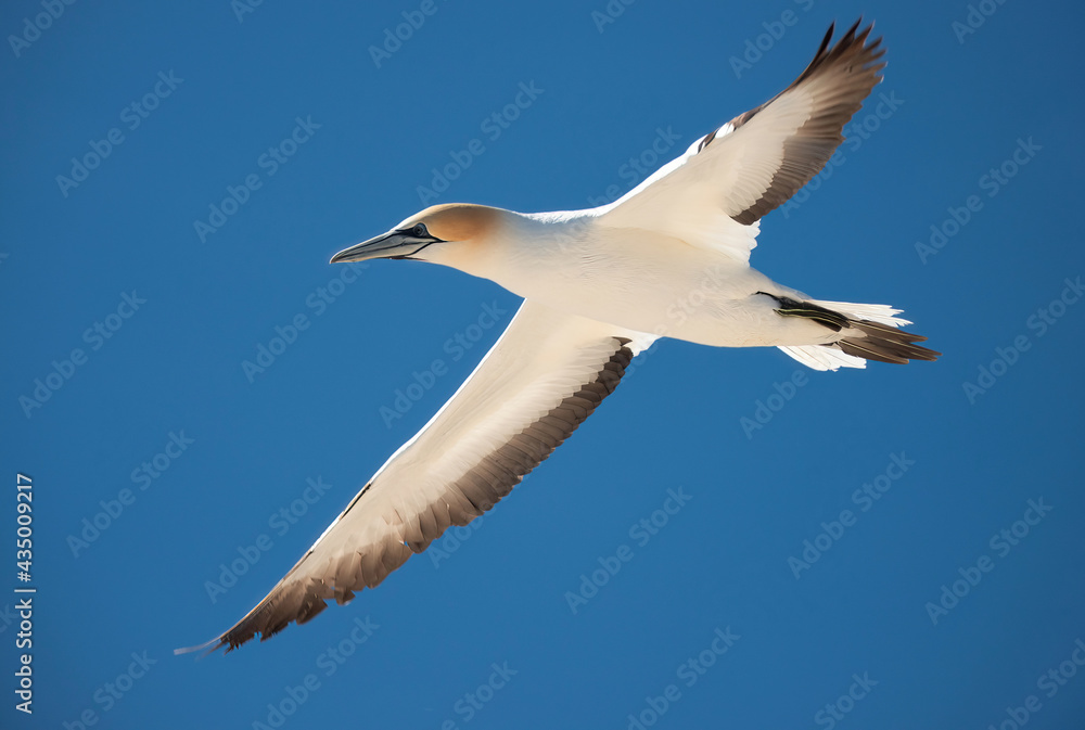 Gannet flying at Cape Kidnappers, New Zealand Gannet flying at Cape Kidnappers, New Zealand