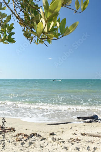 beach with tree