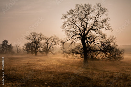 Wallpaper Mural wschód Torontodigital.ca