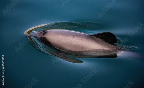 Endangered New Zealand Dolphins photo