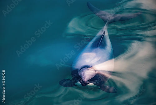 Photography Endangered New Zealand Dolphins