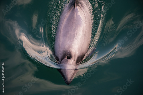 Endangered New Zealand Dolphins