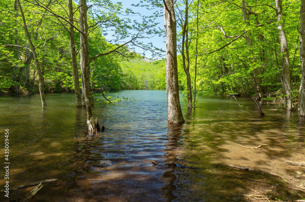 【青森県十和田市-長沼】新緑の長沼-蔦の沼巡りの小径