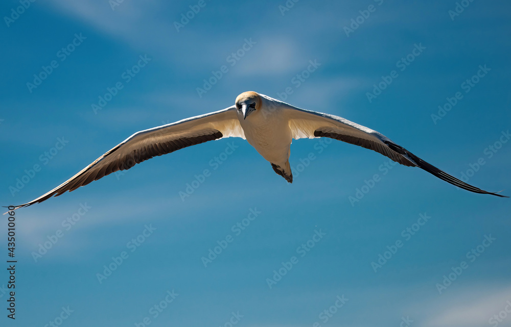 Gannet flying at Cape Kidnappers, New Zealand Gannet flying at Cape Kidnappers, New Zealand