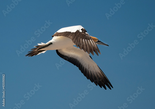 Gannet flying at Cape Kidnappers, New Zealand