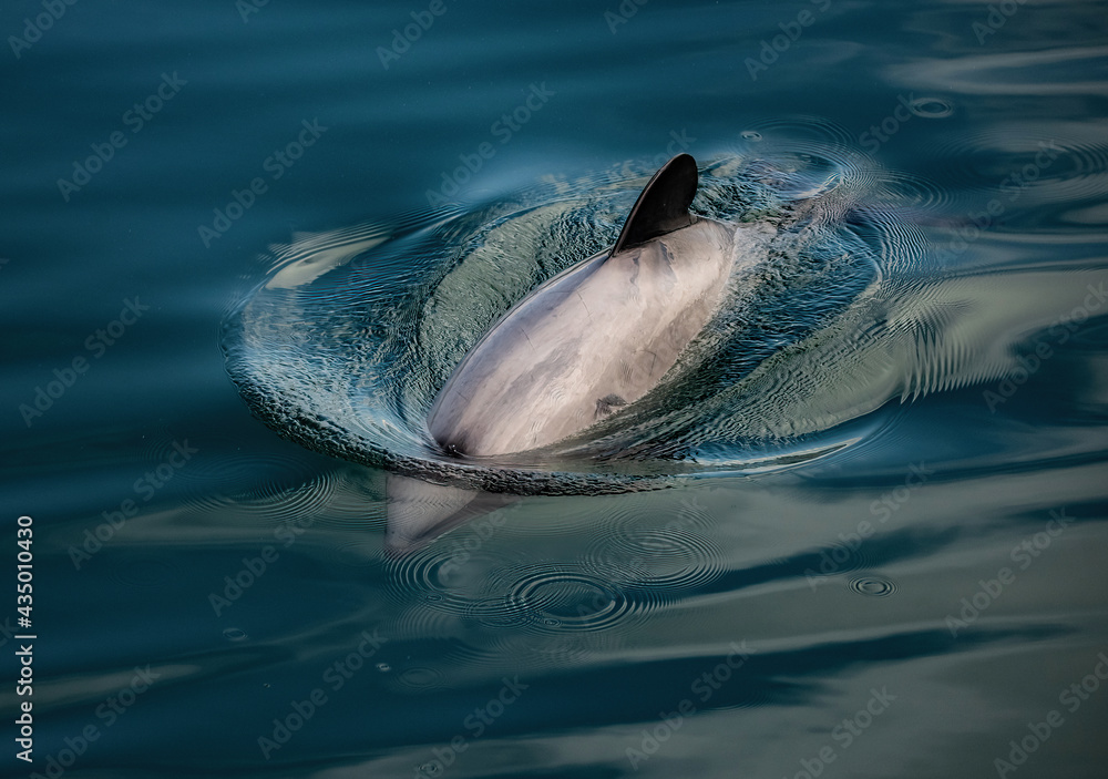 Endangered New Zealand Dolphins