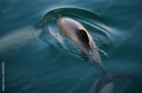 Endangered New Zealand Dolphins