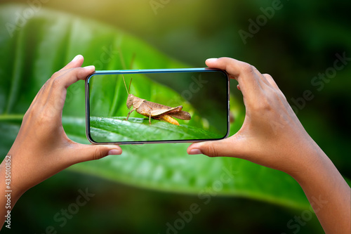 Hand holding mobile phone and take a photo brown grasshopper on green blurred background with sunlight