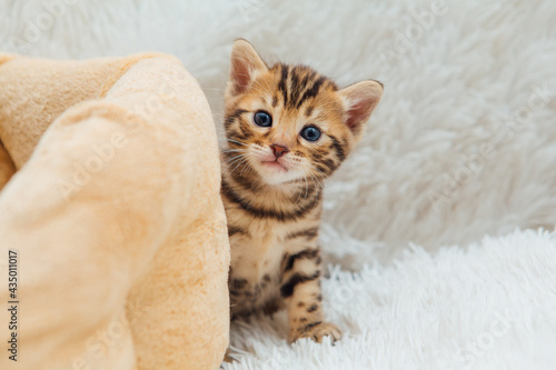 Little bengal kitten on the white fury blanket