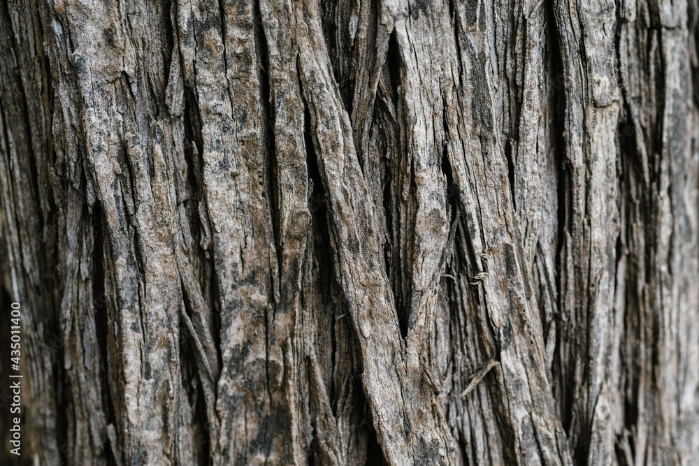Natural background with the texture of the bark of a real tree. Natural background with the texture of the bark of a real tree.