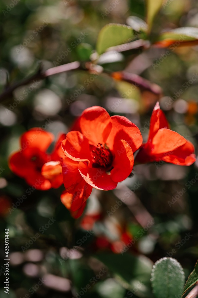 A branch of flowering chaenomeles in a Japanese garden in spring.