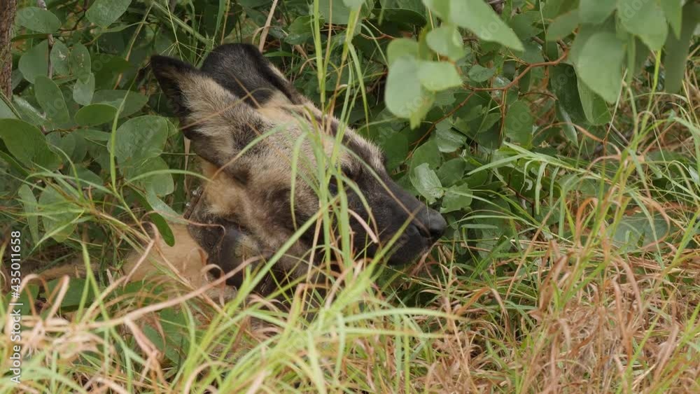 African Wild Dog in Natural Environment African Wild Dog in Natural Environment