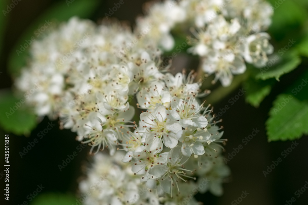 Sorbus aucuparia, rowan, mountain-ash, white buds and flowers closeup selective focus Sorbus aucuparia, rowan, mountain-ash, white buds and flowers closeup selective focus