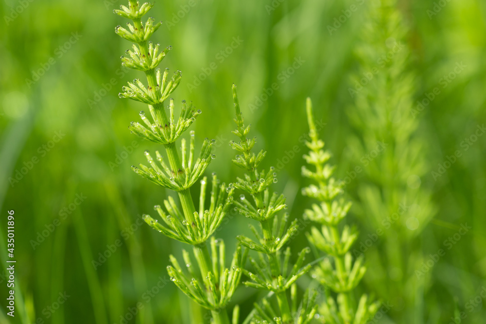 Equisetum arvense, field horsetail closeup selective focus Equisetum arvense, field horsetail closeup selective focus