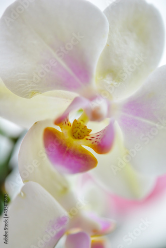 白い蘭のマクロ撮影