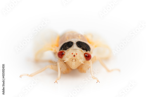 2021 Brood X Cicada just after emerging from the ground and molting from its shell