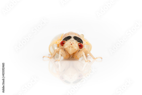 2021 Brood X Cicada just after emerging from the ground and molting from its shell