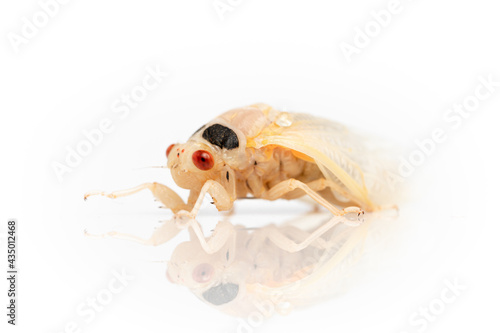 2021 Brood X Cicada just after emerging from the ground and molting from its shell