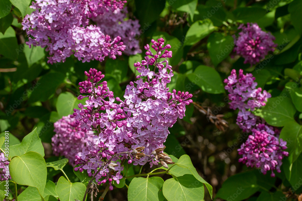 Close up texture view of beautiful fragrant Persian lilac (syringa persica) flower blossom clusters blooming in full sunlight with defocused background Close up texture view of beautiful fragrant Persian lilac (syringa persica) flower blossom clusters blooming in full sunlight with defocused background