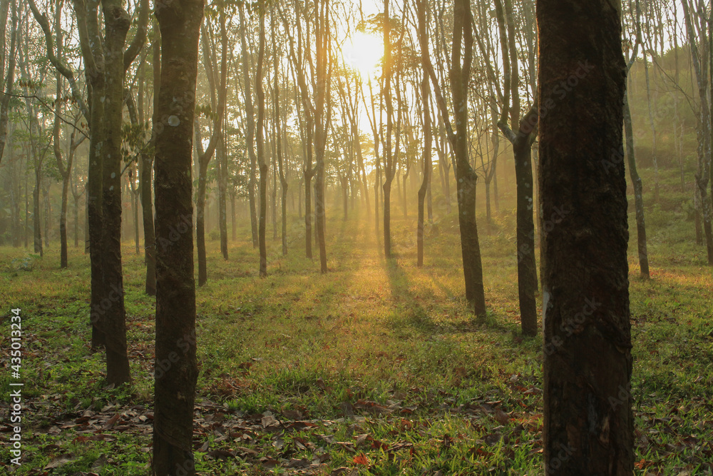 Obraz premium view of a forest in the morning, rim of light