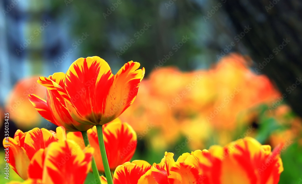 Tulip on natural blurred background in home garden. delicate tulip flower with petals and bright green leaves. Soft focus. Tulip on natural blurred background in home garden. delicate tulip flower with petals and bright green leaves. Soft focus.